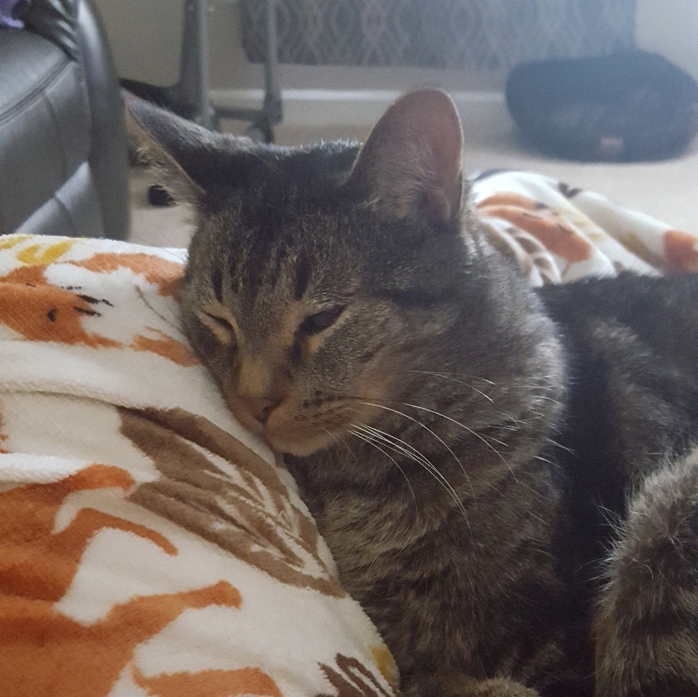 Meet your Posher, Rachel